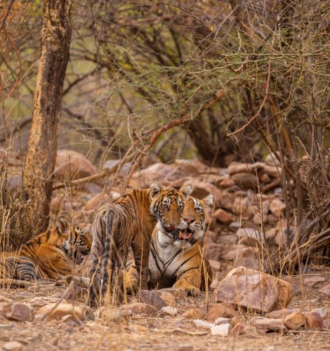 amazing-tiger-nature-habitat-tiger-pose-during-golden-light-time-wildlife-scene-with-danger-animal-hot-summer-india-dry-area-with-beautiful-indian-tiger (1)